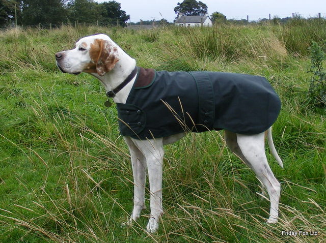 Wax Cotton Dog Coats For Pointers, Vizslas and Weimaraners